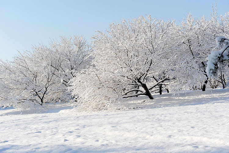 大雪的民間風俗有哪些 從古至今的習俗