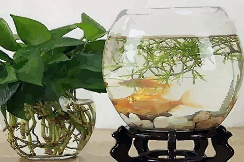 家居養魚風水常識 對於養魚風水注意什麼