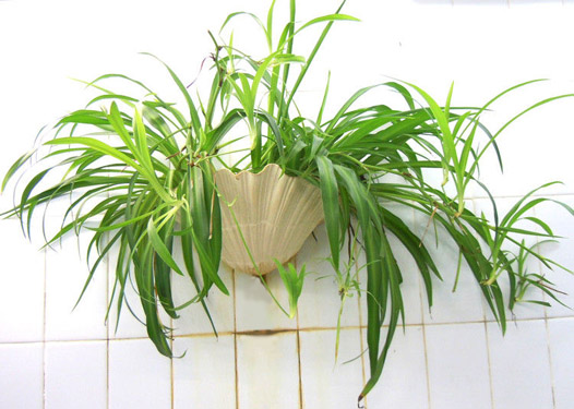 家裡擺放什麼植物聚財