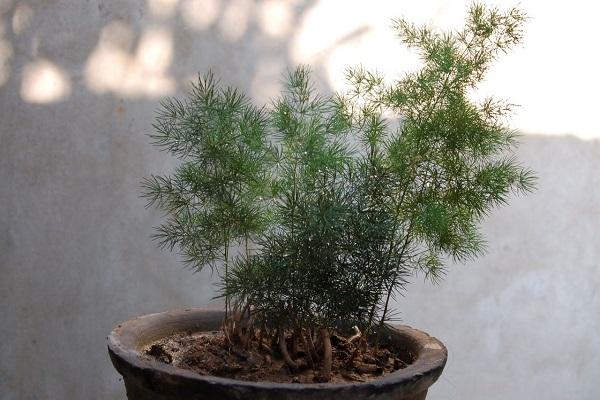 辦公室的發財樹怎麼擺放可以錢生錢?