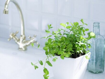 淺談綠色家居風水