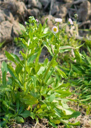 門口雜草多會影響風水嗎？要儘快鏟除！