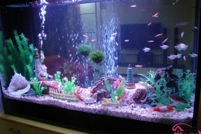 養魚別犯了風水大忌