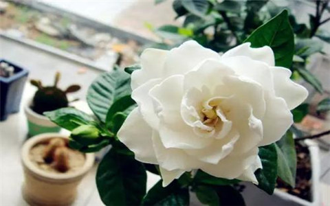 梔子花的風水作用,催旺家運就選它