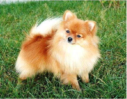 養好寵物也能為你帶來好運