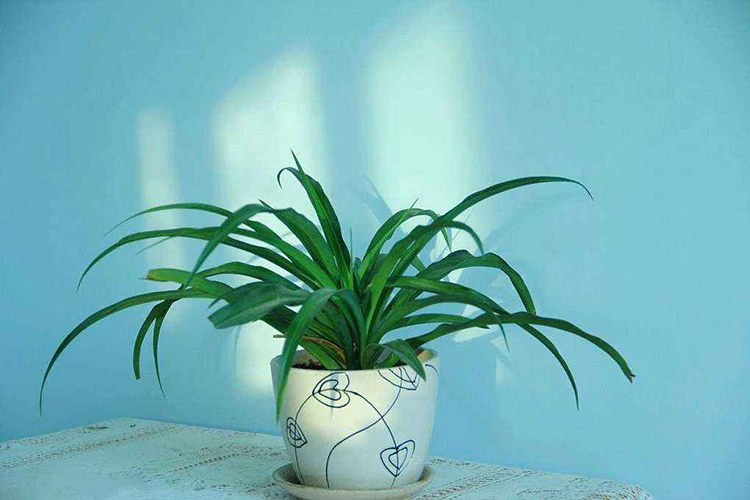 吊蘭會對風水不利嗎 一些禁忌需注意