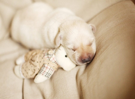 從風水看你是否適合養狗