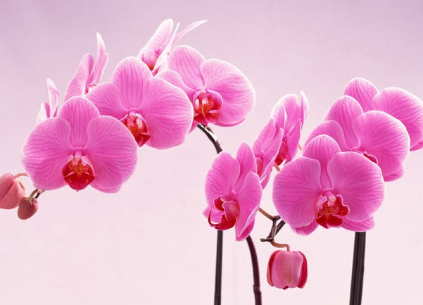 鮮花在家居風水中有啥作用 五行屬火選擇顏色與對應的方位風水有