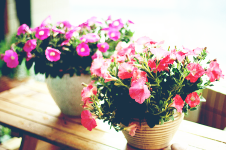 易毀小孩家運的風水花卉