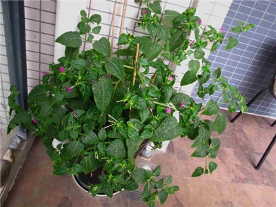 擋煞辟邪的家居風水擺設
