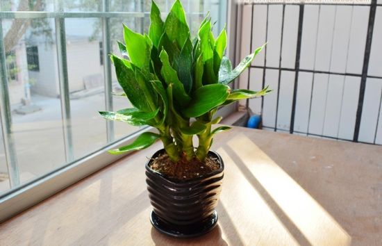 如何擺放辦公室的風水樹?風水秘訣你知道幾個?