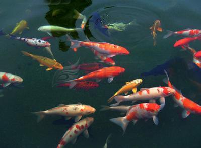 養魚風水學