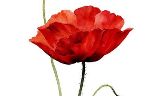 2021年牛寶寶生辰八字 農歷五月出生的牛寶寶運勢如何