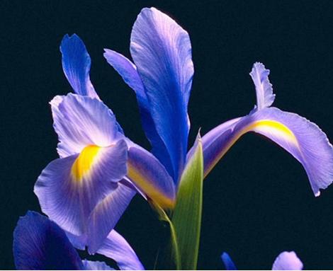 夏季風水植物的吉凶象徵