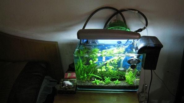 卧室養魚對風水有影響嗎 卧室養魚的風水講究