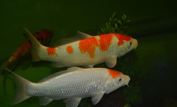 家居風水魚缸擺設