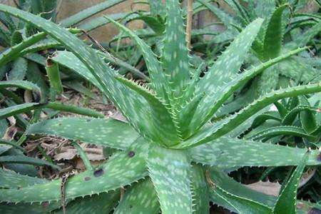 辦公室有攀爬類的植物風水好嗎?