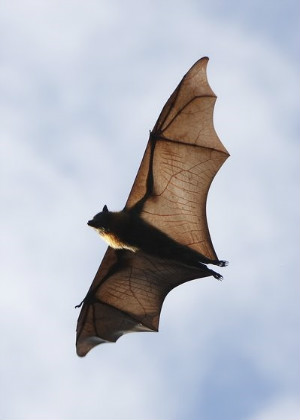 家裡飛進蝙蝠風水怎麼樣?趕走它們該用什麼招?