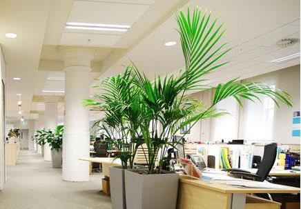 你的辦公室適合放花嗎？