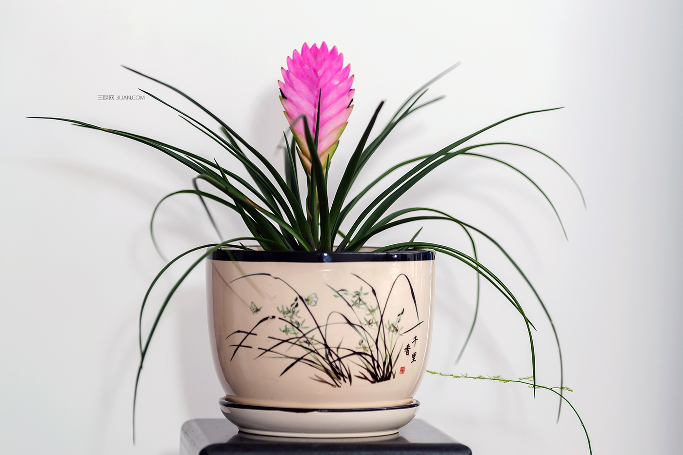 生肖牛辦公室養什麼花會旺財運？植物會形成五行相剋嗎？