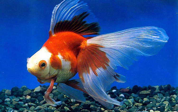 風水魚死了怎麼處理 不要過於緊張