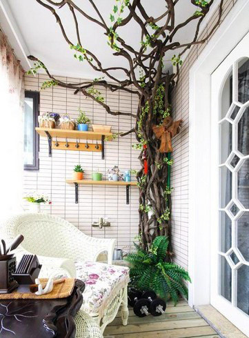 室內種幸福樹風水怎麼樣