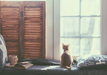 2020鼠年貓上門風水