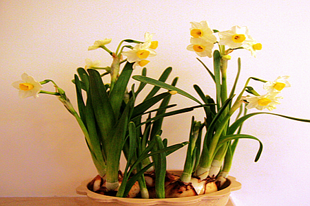 水仙花有何風水?