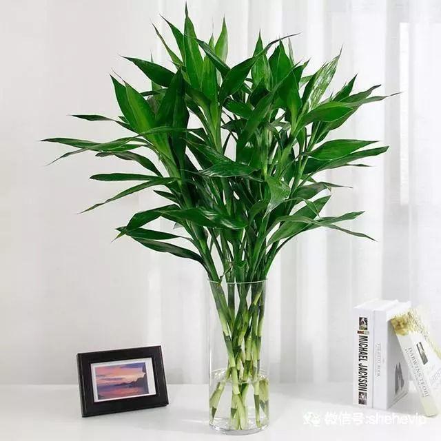 家居中金錢樹的擺放注意事項，全注意了好運就來了！