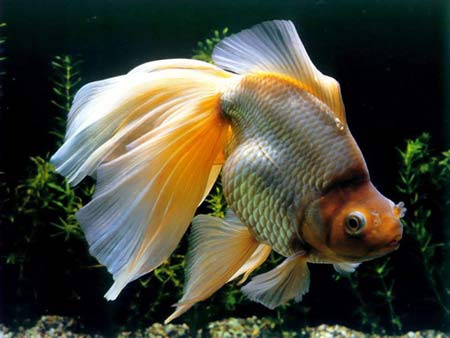 養幾條魚會對風水好