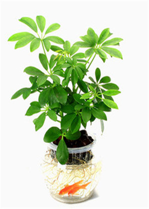 卧室放什麼植物最旺財？你選對了嗎？