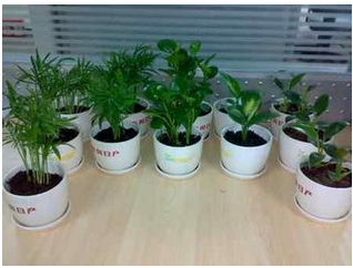 屋內種盆栽也要講究的風水