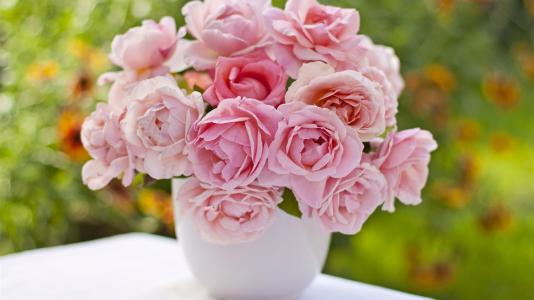 辦公室可以養殖哪些土培植物？