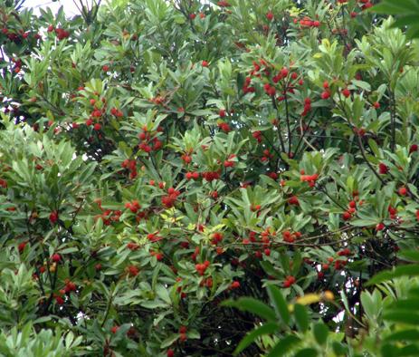 花木與家居風水