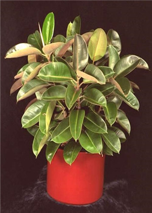 陽台種什麼植物風水好？這十種植物率先選