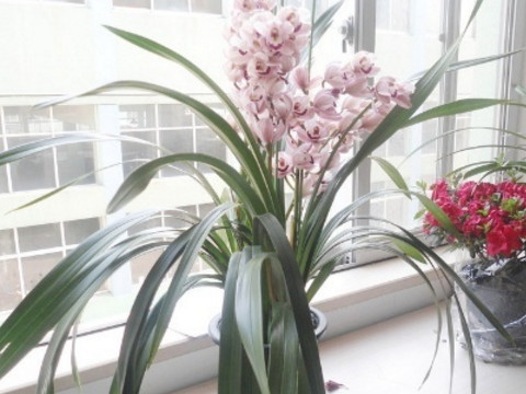 在辦公室裡面擺放花的風水事項有哪些