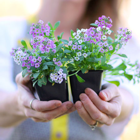 2020年辦公室發財樹的擺放