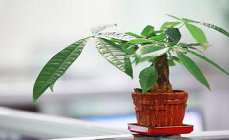 辦公室綠植如何擺設風水好