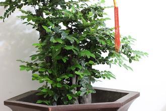 辦公室養殖小葉紫檀的風水好嗎?應該怎麼養殖?