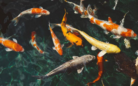 養風水魚幾條最好?怎麼決定風水魚的數量呢?