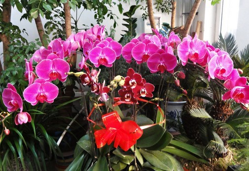 蝴蝶蘭在家居環境風水中的過人之處
