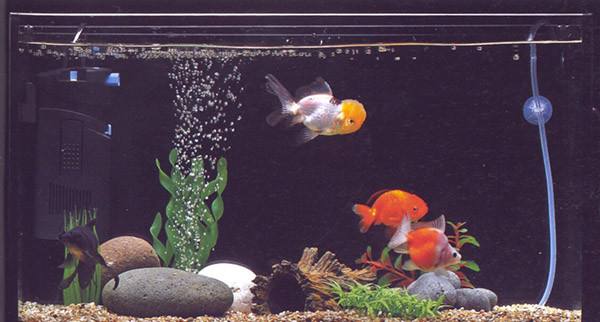 正三方擺這些東西可以聚財