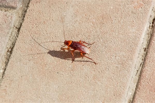 家裡出現蟑螂風水預示有什麼