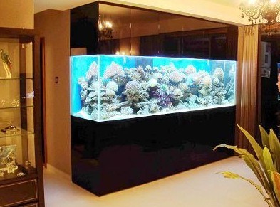 金魚是風水魚嗎