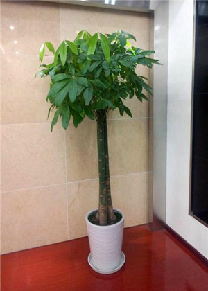 發財樹的擺放風水,這個地方不能放!