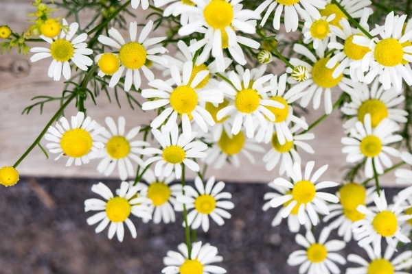 十一月的花語是什麼 純真無邪的花卉