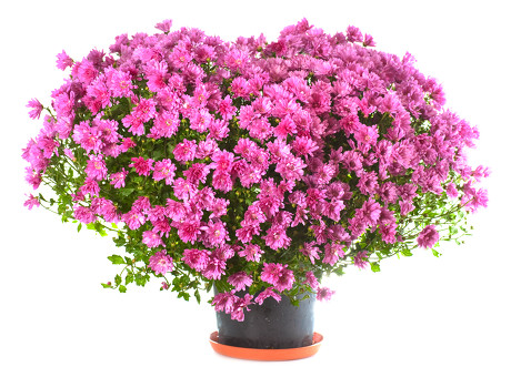 保護桃花的家居風水