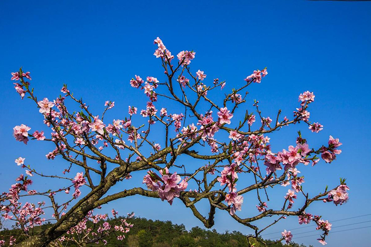 院子里種桃樹對風水好不好 主邪災多