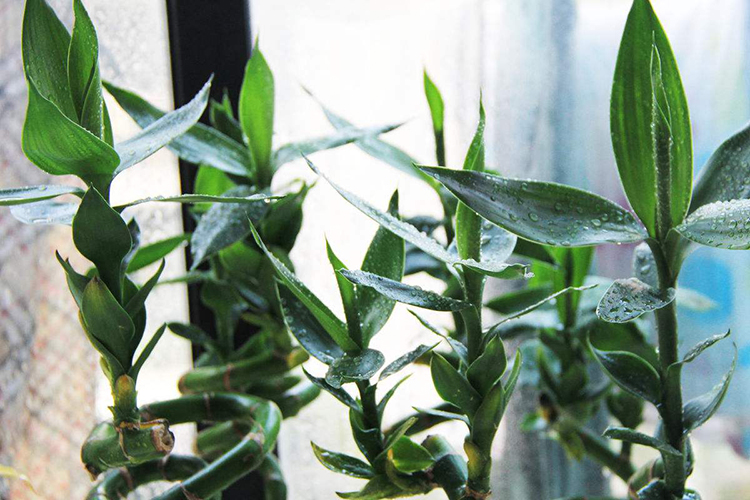 客廳擺什麼植物好 富貴竹寓意好