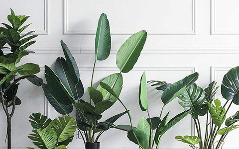 辦公室前台怎麼擺風水好？500強企業專屬秘籍！